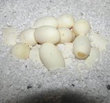 Rina Eggs - 03-12-09 a.jpg