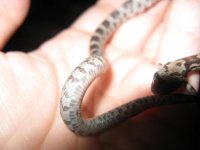 Canon Oakley 270109 002.jpg