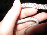 Canon Oakley 270109 003.jpg