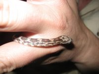 Canon Oakley 270109 005.jpg