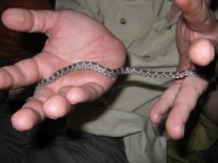 Canon Oakley 270109 004.jpg