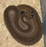 PatternlessWDB.jpg