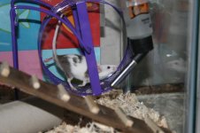 thepets2.jpg