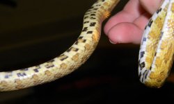 caramel boybelly.jpg