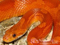 cornsnake-6.jpg