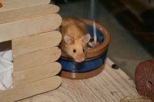 thepets4.jpg
