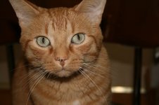 thepets5.jpg