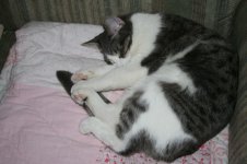 thepets6.jpg