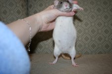 Katie Preg2.jpg