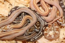 Goldust Stripe x Caramel Stripe (Het Butter)Babies 2009 (4).JPG