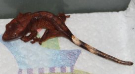 BABY 004.JPG