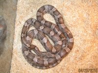 My .0.1 06 Charcoal corn 001.JPG