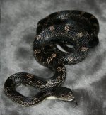 blackrat 001.JPG
