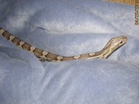 My .0.1 06 Charcoal corn 005.JPG