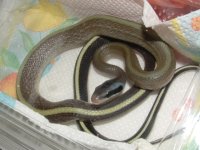 Snake.EricB.29Jan09.jpg