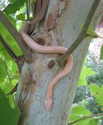 Boz sycamore crop resize.jpg