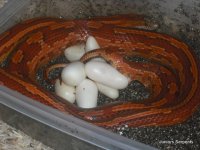 DSCF4142.JPG