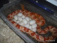 DSCF4146.JPG