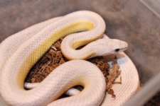 IMG_3987 Amber Anery Stripe 2009 (Patternless) .JPG