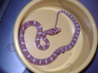 odd hypo.JPG