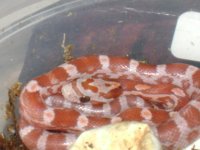 hypo2a.JPG