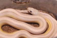 IMG_3992 Amber Anery Stripe .JPG