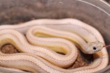 IMG_3992 Amber Anery Stripe (2) .JPG