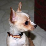 IMG_0500a.JPG