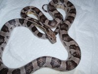 2010-02-08 Hansel_04.jpg