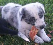 pup10.jpg