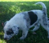 pup2.jpg