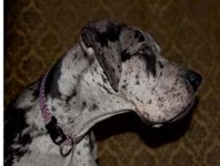 sadie1.jpg
