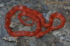 Hypo BR v3 30-1-09 b.jpg