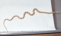'09 golddust motley het stripe.jpg