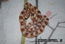 2010_amel8dsmall.jpg