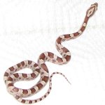 '09 ghost het fire stripe.jpg