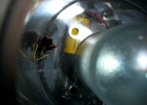 Wasp 004cr.jpg