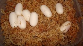 butterfly eggs.jpg