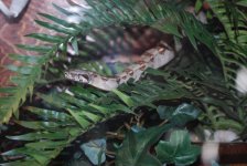 new blood file_041.JPG