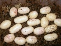 Elizabeth's eggs3.JPG