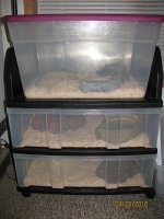Simple Snake Rack 002.JPG