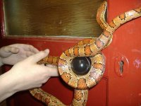 Snakey on door knob.JPG