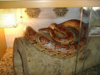 Snakey, pic 1.JPG