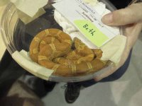 ReptiShow082110074.jpg