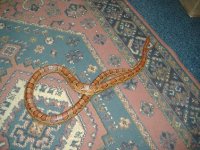 Snakey, pic 2.JPG