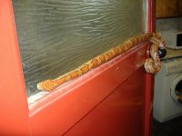 Snakey on door frame, pic 2.JPG