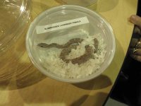 ReptiShow082110078.jpg