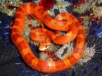 Foxy January 20100006cr.jpg