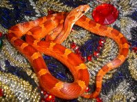 Javelina January 2011 008cr.jpg