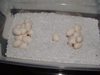 eggs 001 (Small).jpg